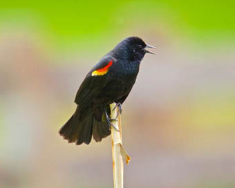 Birds can learn to make food choices by watching videos